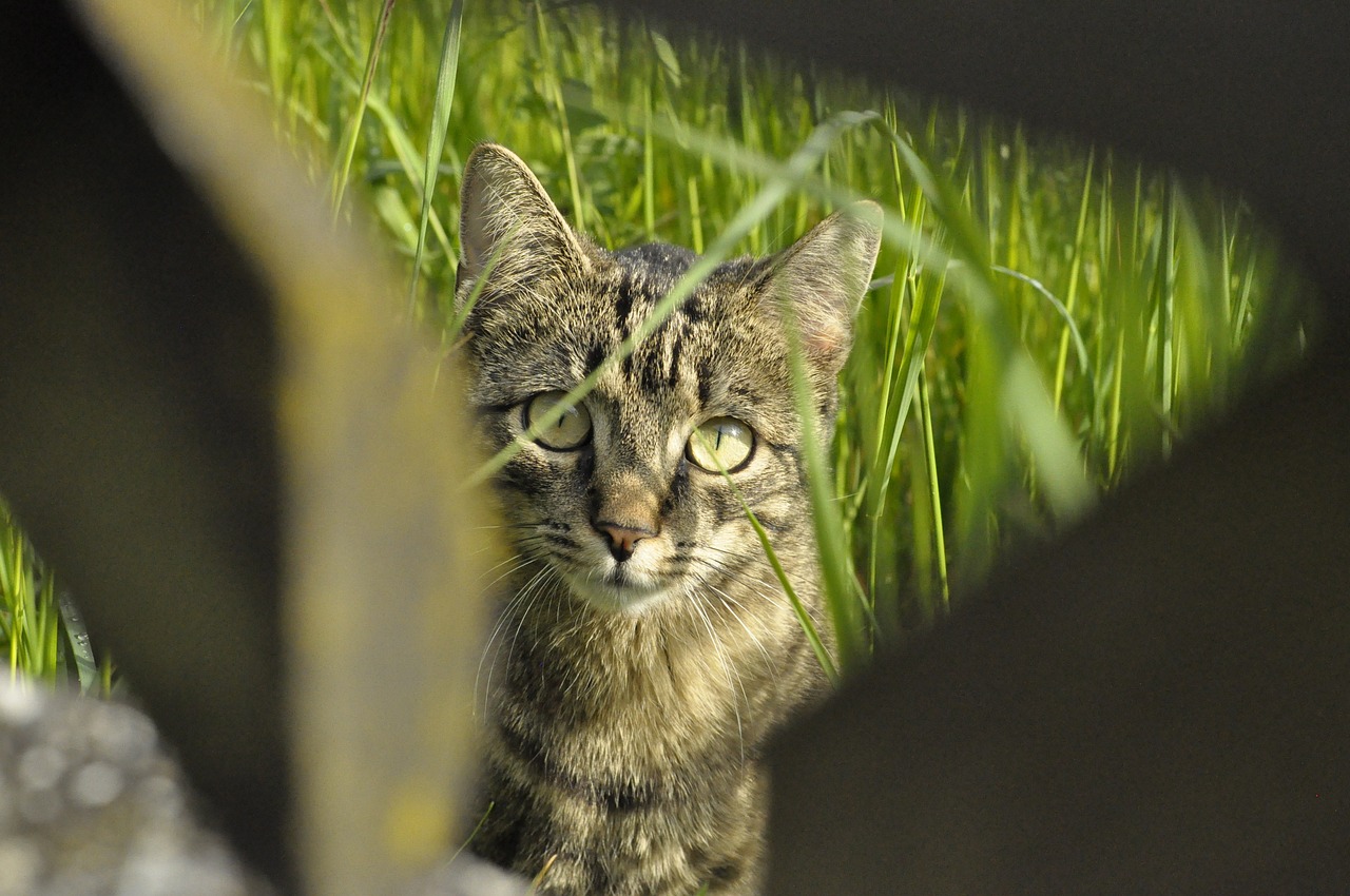 怪物猎人猎虫起源，探寻狩猎与生态的和谐共舞